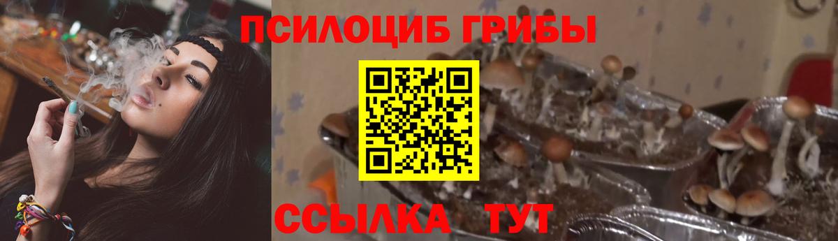 Галлюциногенные грибы мицелий  Псилоцибиновые грибы Psilocybine cubensis  Норильск  Вход с VPN 
